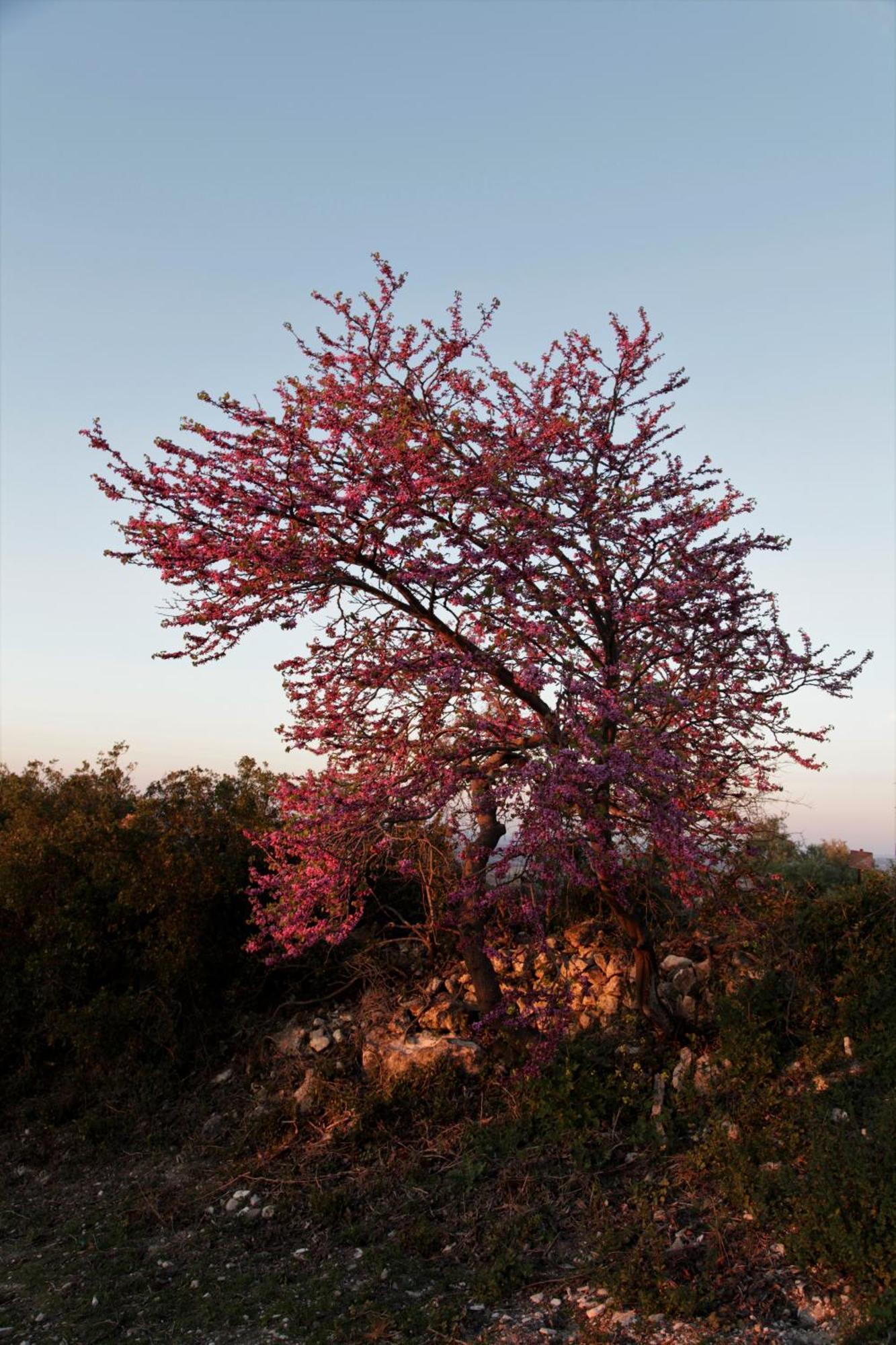 Vina Zarzarrosa Osuna Exteriér fotografie